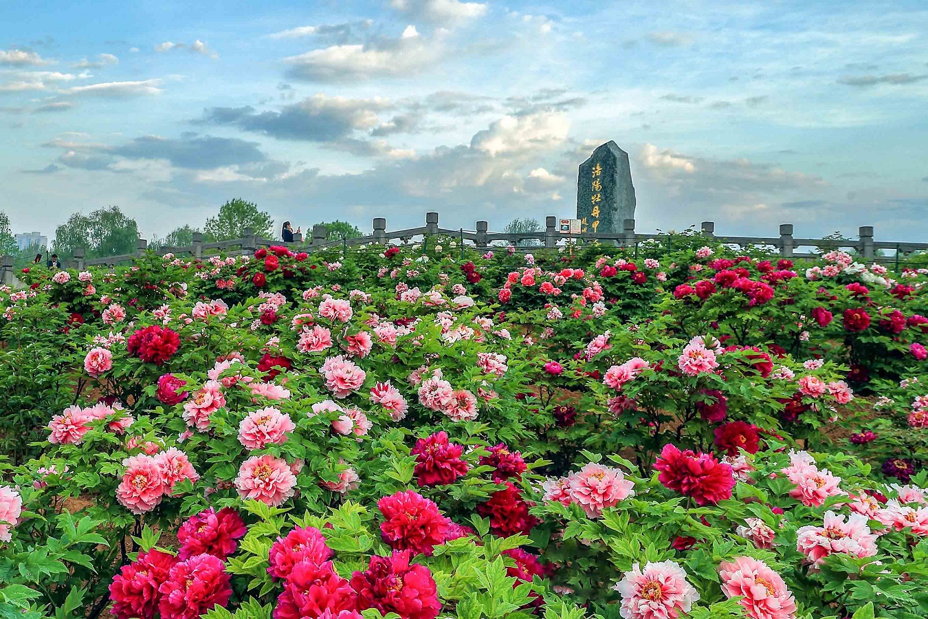 DU LỊCH TÂY AN - LẠC DƯƠNG TRỊNH CHÂU TOUR ĐẶC NGĂM HOA MẪU ĐƠN SAY LÒNG LỮ KHÁCH THÁNG 3-4-5 LOÀI HOA CAO QUÝ ĐƯỢC COI LÀ QUỐC HOA TRUNG QUỐC TOUR 6 NGÀY 5 ĐÊM TỪ HÀ NỘI TP HCM 